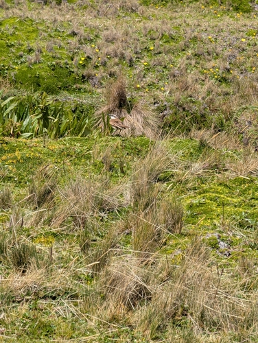 Stout-billed Cinclodes (Cinclodes excelsior)
