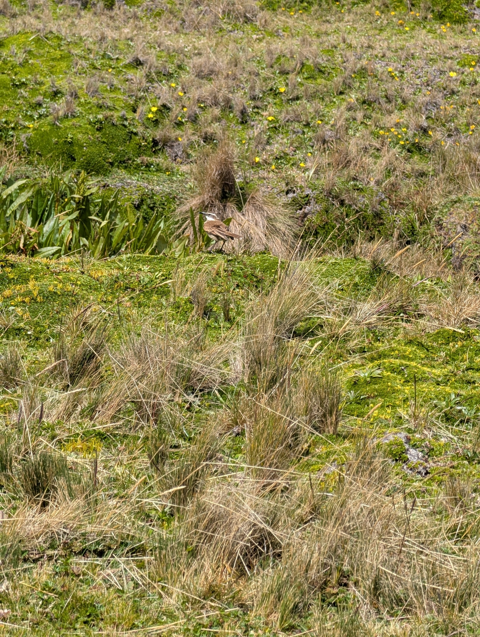 Stout-billed Cinclodes (Cinclodes excelsior), photo 1