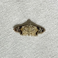 Araeopteron epiphracta