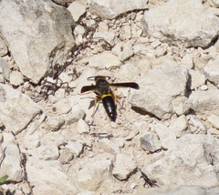 Ancistrocerus spinolae