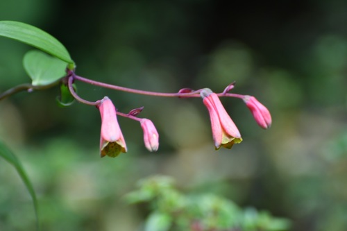 Bomarea edulis, photograph 6