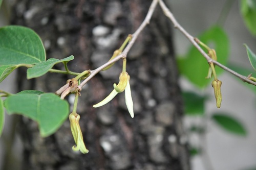 Annona cherimola