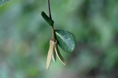Annona cherimola
