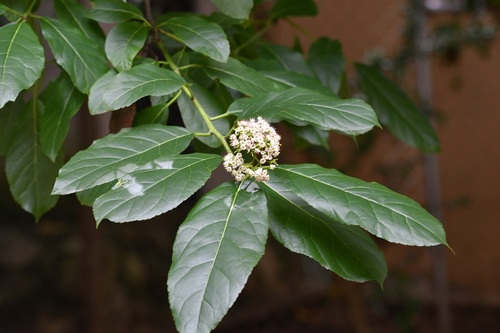 Ehretia latifolia, photograph 1