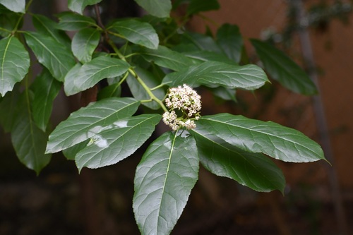 Ehretia latifolia