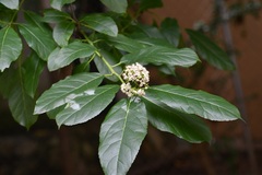 Ehretia latifolia
