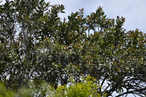 Garrya laurifolia, photograph 3