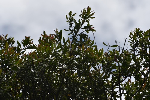 Garrya laurifolia, photograph 2