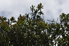 Garrya laurifolia, photograph (c) Neptalí Ramírez Marcial, some rights reserved (CC BY)