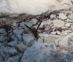 Ancistrocerus spinolae