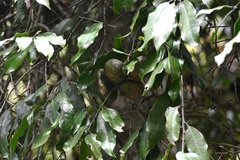 Olmediella betschleriana