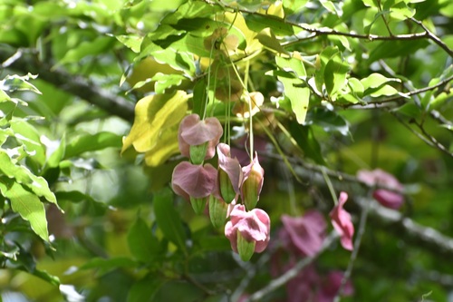 Passiflora membranacea, photograph 3