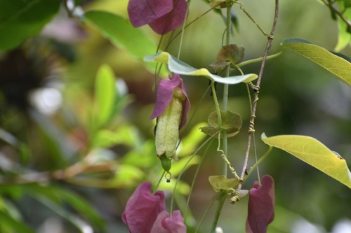 Passiflora membranacea, photograph 5