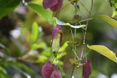 (c) Neptalí Ramírez Marcial, some rights reserved (CC BY) Passiflora membranacea, photograph (c) Neptalí Ramírez Marcial, some rights reserved (CC BY)