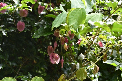 Passiflora membranacea, photograph 4