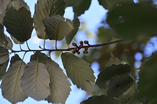 Quercus calophylla, photograph 4