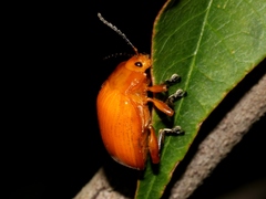 Podontia lutea
