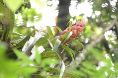 Tillandsia ponderosa, photograph (c) Neptalí Ramírez Marcial, some rights reserved (CC BY)