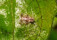 Stephanitis aperta