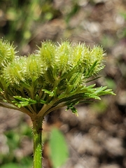 Daucus pusillus