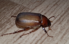 Phyllophaga crinita