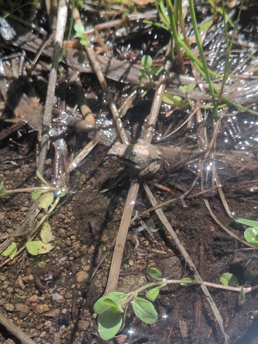 iNaturalist observation photo of Pacific chorus frog