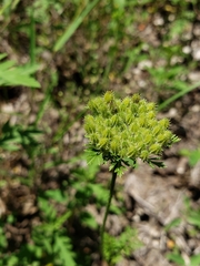Daucus pusillus