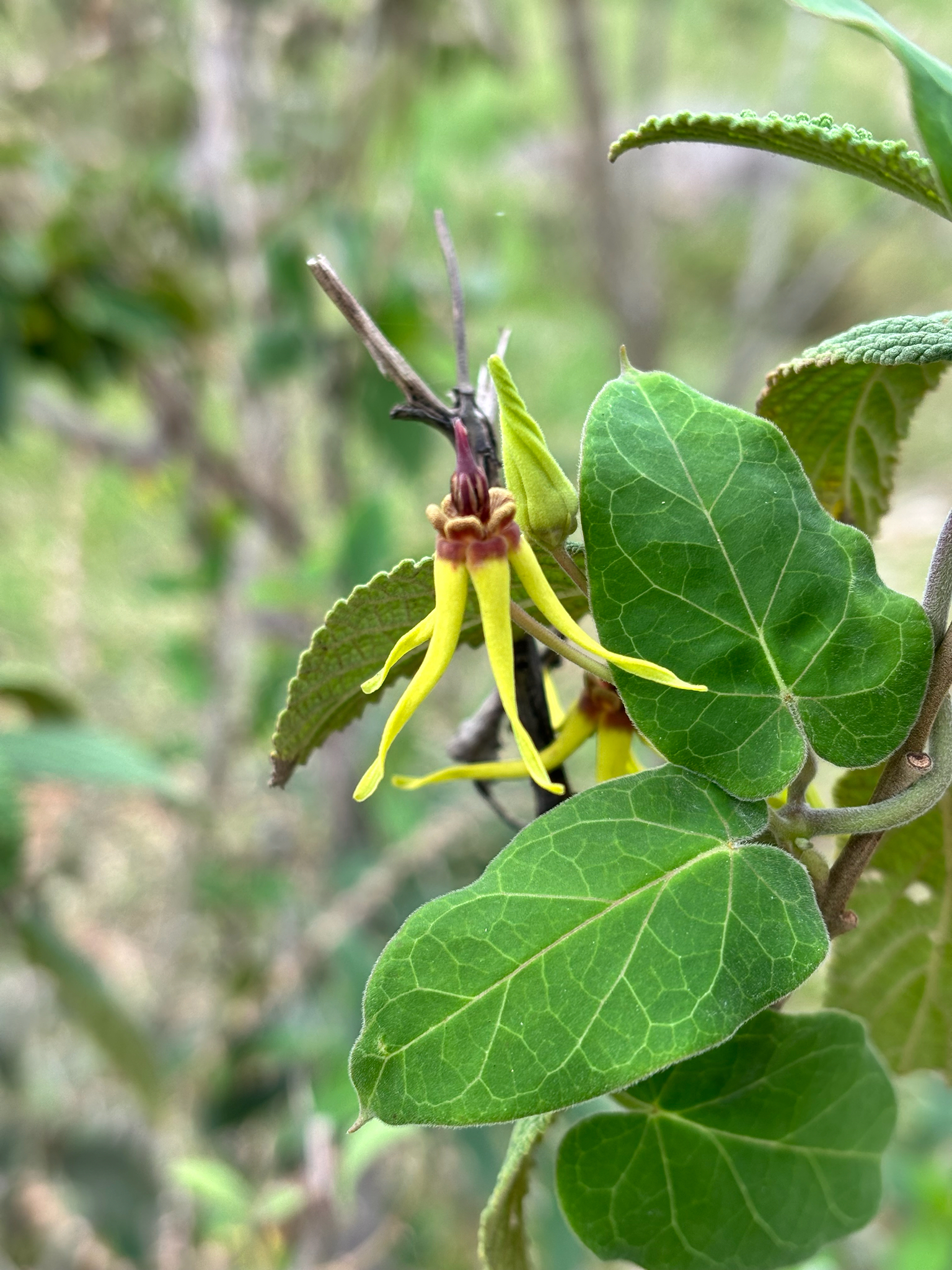 Oxypetalum banksii