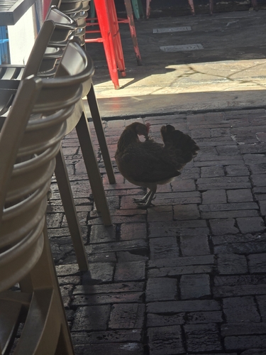 Domestic Chicken
