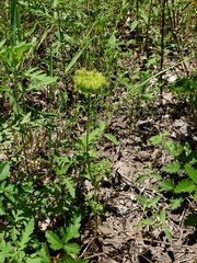 Daucus pusillus