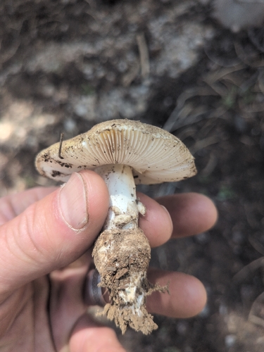 iNaturalist observation photo of amanita mushrooms