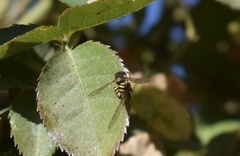 Syrphus