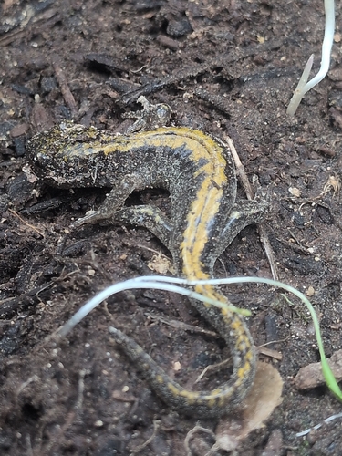 iNaturalist observation photo of Long-toed Salamander