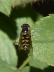 Syrphus