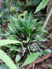 Dracaena fragrans compacta