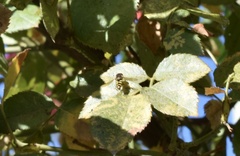 Syrphus