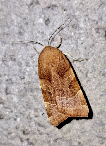 Broad-bordered Yellow Underwing