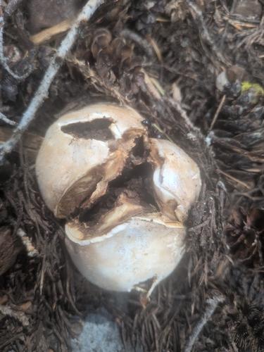 iNaturalist observation photo of puffballs