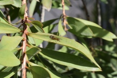 Syrphus