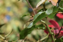 Syrphus