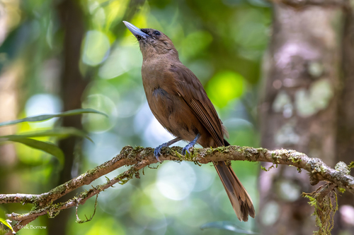 Clytorhynchus pachycephaloides observed 2026-01-06