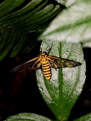 Amata grotei