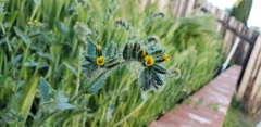Amsinckia