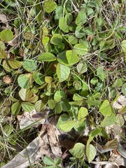 Desmodium lineatum