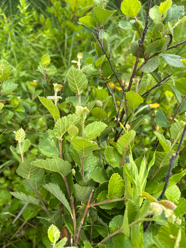 iNaturalist observation photo of swamp birch