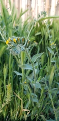 Amsinckia
