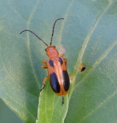 Phyllobrotica sororia