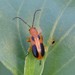 Four-spotted Texas Luperine Beetle - Photo (c) Carolyn Gritzmaker, some rights reserved (CC BY-NC), uploaded by Carolyn Gritzmaker