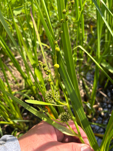 iNaturalist observation photo of big bur-reed