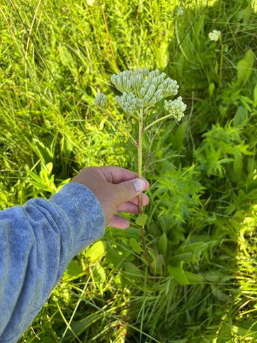 iNaturalist observation photo of prairie Indian plantain